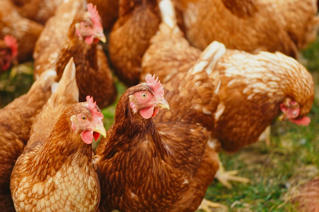 Poultry Workers Not Entitled to NMW for Travel to Farms